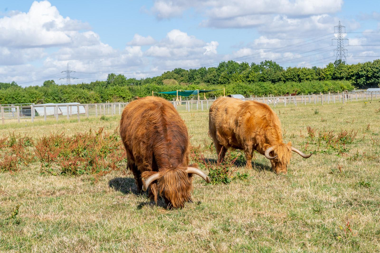 Hampden vets_farm (Web)-81