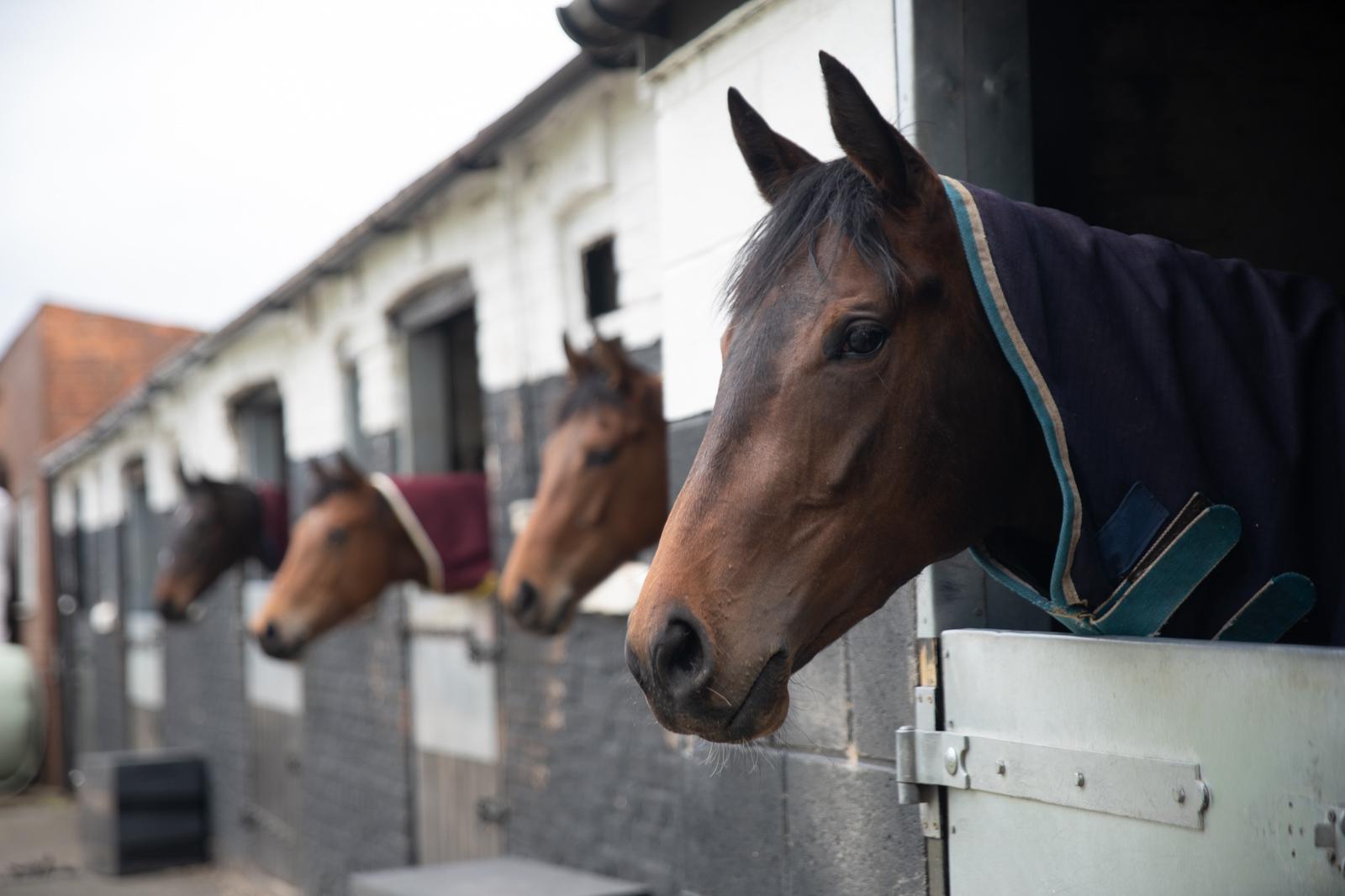 Minster Equine - Malton (Web) 133(1)