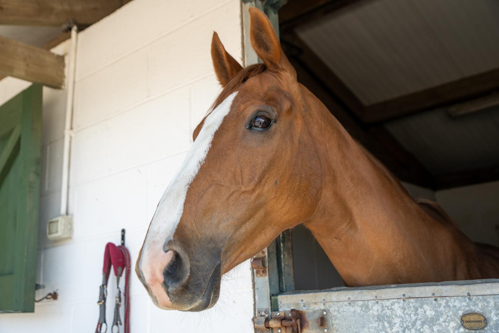 Minster Equine - Poppleton (Web) 087
