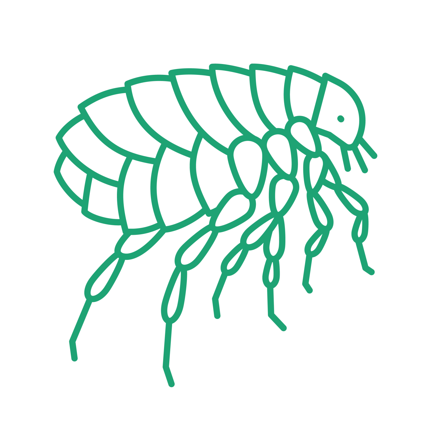 Flea, tick and worm
